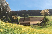 Ferienwohnungen auf dem Bauernhof Lippenhof Breitnau Schwarzwald Ferienwohnungen auf dem Bauernhof Lippenhof Breitnau Schwarzwald