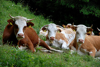 Aitern, Holzinshaus, Multen und Rollsbach im Naturpark Südschwarzwald