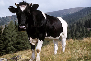 Aitern, Holzinshaus, Multen und Rollsbach im Naturpark Südschwarzwald