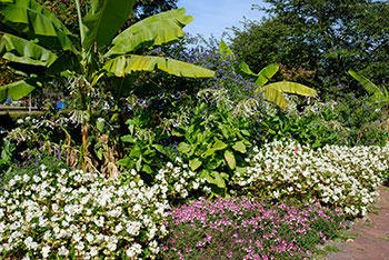 Blumen im Kurpark Bad Bellingen