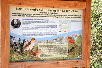 Trockenbusch um den Kurpark 