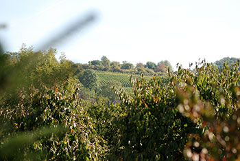 Weinberge um Bad Bellingen