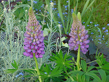 Blumen im Kur- und Bäderort Badenweiler