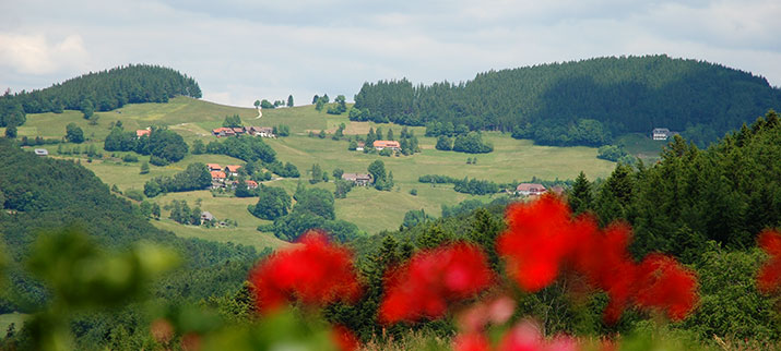 Bollschwei St. Ulrich im Schwarzwald -  Breisgau