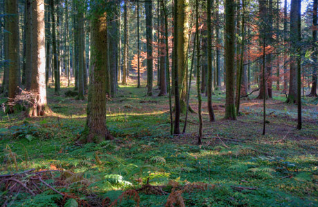 Breitnau im Schwarzwald