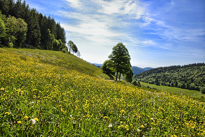 Eisenbach im Schwarzwald