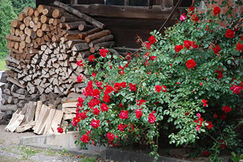 Freiamt im südlichen Schwarzwald