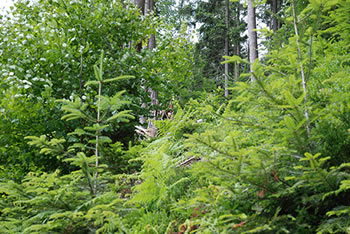 Freiamt im südlichen Schwarzwald