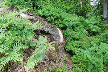 Freiamt im südlichen Schwarzwald