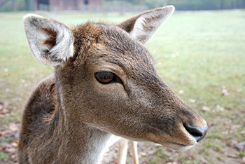  Tiergehege -  Mundenhof in Freiburg im Breisgau