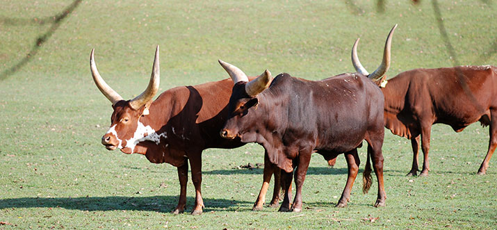  Tiergehege -  Mundenhof in Freiburg im Breisgau