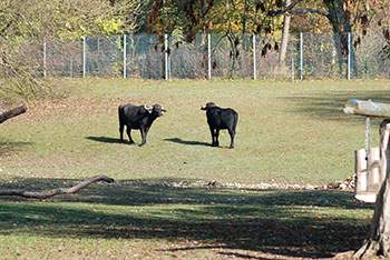  Tiergehege -  Mundenhof in Freiburg im Breisgau