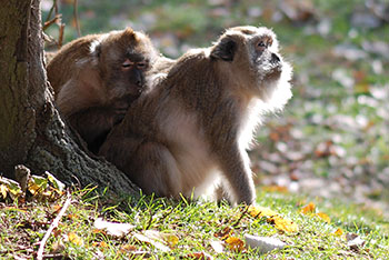  Tiergehege -  Mundenhof in Freiburg im Breisgau