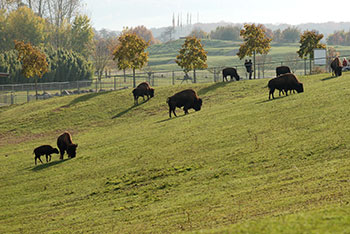  Tiergehege -  Mundenhof in Freiburg im Breisgau