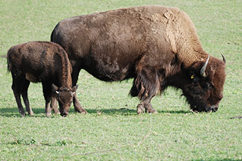  Tiergehege -  Mundenhof in Freiburg im Breisgau