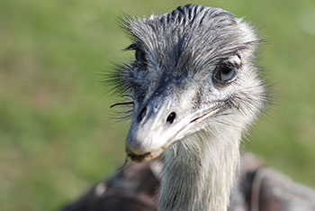  Tiergehege -  Mundenhof in Freiburg im Breisgau