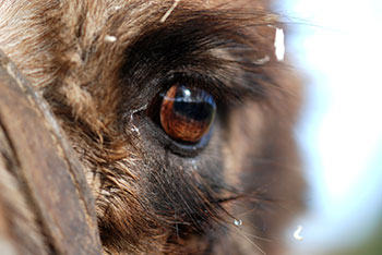  Tiergehege -  Mundenhof in Freiburg im Breisgau