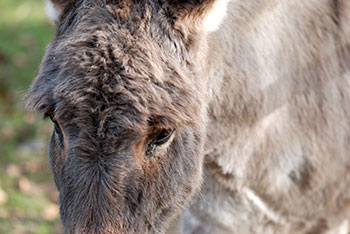  Tiergehege -  Mundenhof in Freiburg im Breisgau