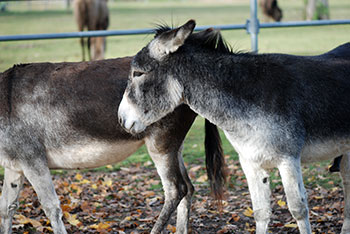  Tiergehege -  Mundenhof in Freiburg im Breisgau