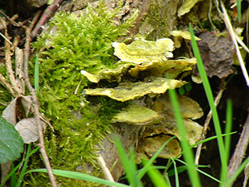 Fröhnd im Wiesental