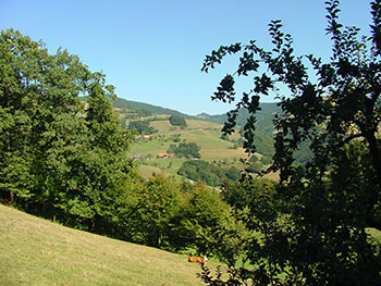 Frönd im Wiesental