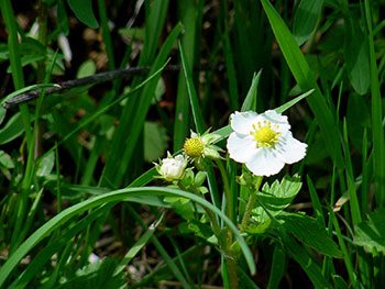 Häusern im Schwarzwald