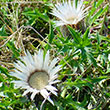 Silberdistel in Münstertal