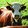 Weiderind im Schwarzwald 