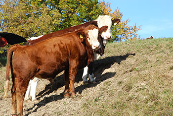 Horben im Breisgau-Hochschwarzwald