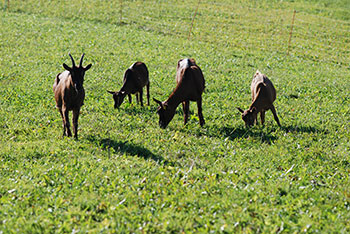 Horben im Breisgau-Hochschwarzwald