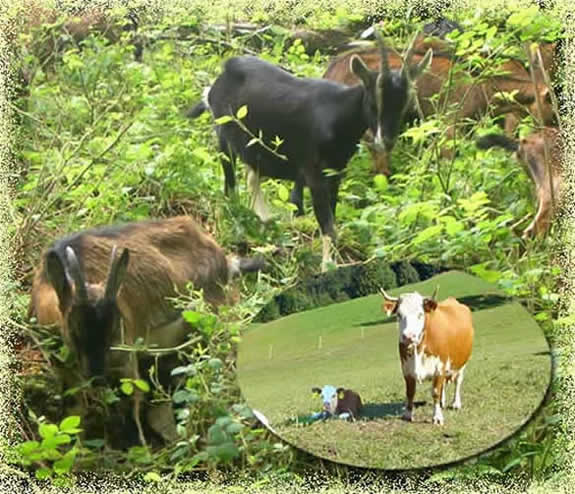 Ziegenkäse und Käse aus Kuhmilch von den würzigen Weiden das Schwarzwald. Käserroute mit Käsereien im südlichen Schwarzwald