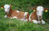 Ferienhof Wußler Urlaub auf dem Bauernhof in Gengenbach Schwarzwald
