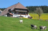 Ferienbauernhof Vogtsjockelshof Breitnau Schwarzwald