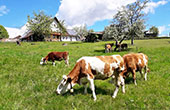 Urlaub auf dem Bauernhof im Schwarzwald