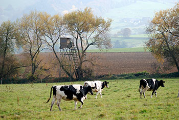 Merzhausen bei Freiburg im Breisgau