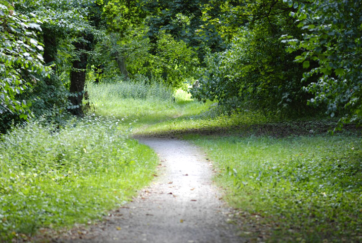 Mühlenbach im Kinzigtal / Schwarzwald