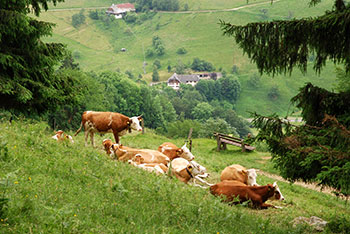 Wandern im Münstertal