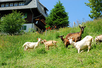 Münstertal im Schwarzwald