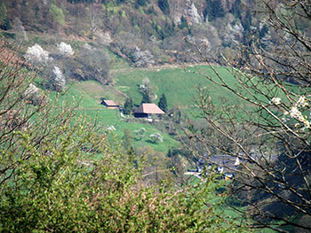 Schwarzwaldhaus  in Münstertal