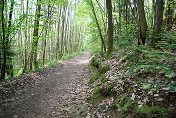 Wandern im Münstertal