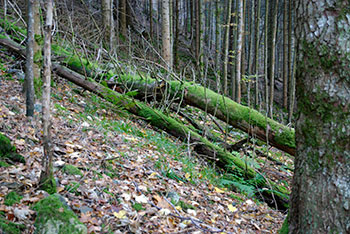 Wandern im Münstertal