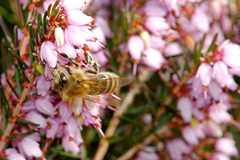 Bienenkunde-Museum Münstertal