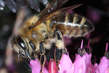 Bienenkunde-Museum Münstertal