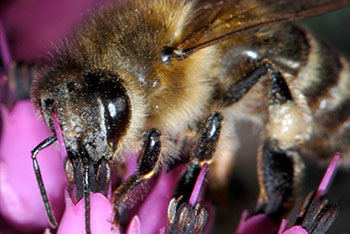 Bienenkunde-Museum Münstertal