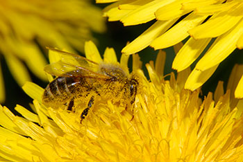 Bienenkunde-Museum Münstertal