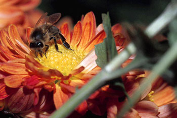 Bienenkunde-Museum Münstertal