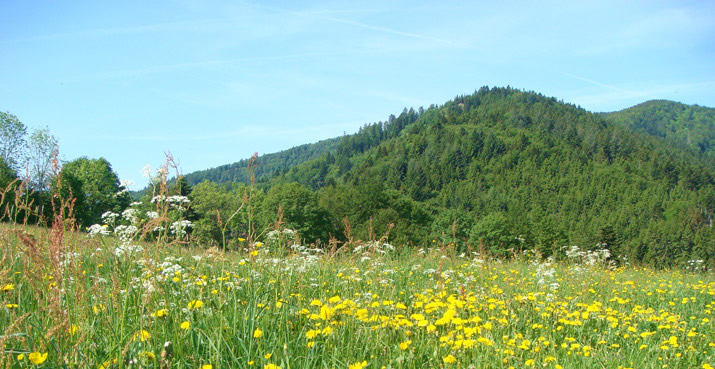 Kleines Wiesentral - Neuenweg im Schwarzwald