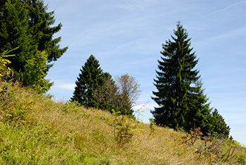 Nonnenmattweier in Neuenweg im kleinen Wiesental