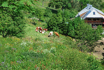 Oberried im Schwarzwald