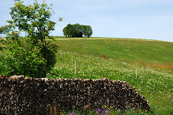 Oberried im Schwarzwald